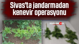 Sivas’ta jandarmadan kenevir operasyonu