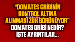 “Domates gribinin kontrol altına alınması zor görünüyor”