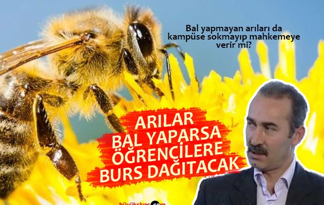 Akademik arılar sağıldı, üretim artarsa bal bursa dönüşecek