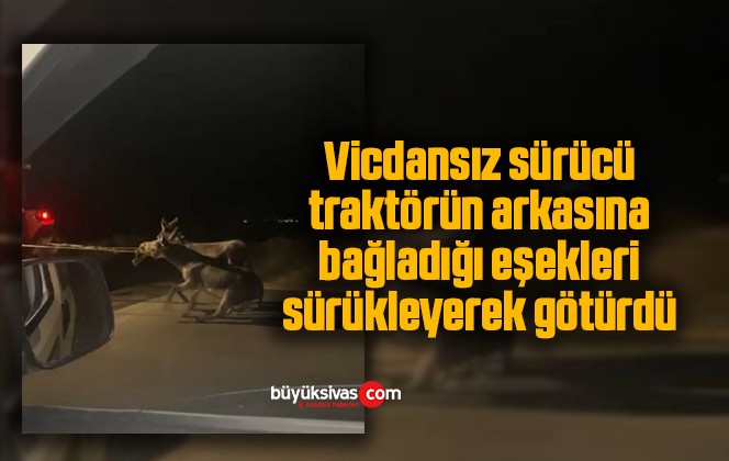 Vicdansız sürücü, traktörün arkasına bağladığı eşekleri sürükleyerek götürdü