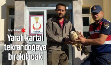 Yaralı kartal, tekrar doğaya bırakılacak