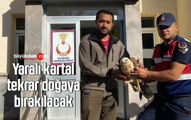 Yaralı kartal, tekrar doğaya bırakılacak