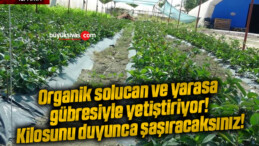 Organik solucan ve yarasa gübresiyle yetiştiriyor! Kilosunu duyunca şaşıracaksınız!