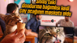 Sivas’taki dondurma bağımlısı kedi çay ocağının maskotu oldu