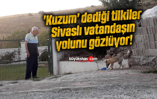 ‘Kuzum’ dediği tilkiler Sivaslı vatandaşın yolunu gözlüyor!