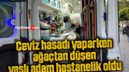 Ceviz hasadı yaparken ağaçtan düşen yaşlı adam hastanelik oldu