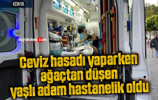 Ceviz hasadı yaparken ağaçtan düşen yaşlı adam hastanelik oldu