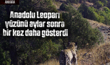 Anadolu Leoparı yüzünü aylar sonra bir kez daha gösterdi