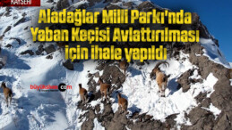 Aladağlar Milli Parkı’nda Yaban Keçisi Avlattırılması için ihale yapıldı