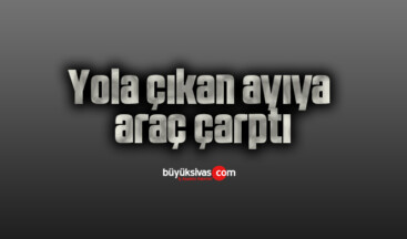 Yola çıkan ayıya araç çarptı