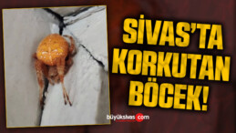 Sivas’ta Korkutan Böcek!