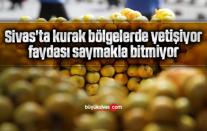 Sivas’ta kurak bölgelerde yetişiyor, faydası saymakla bitmiyor