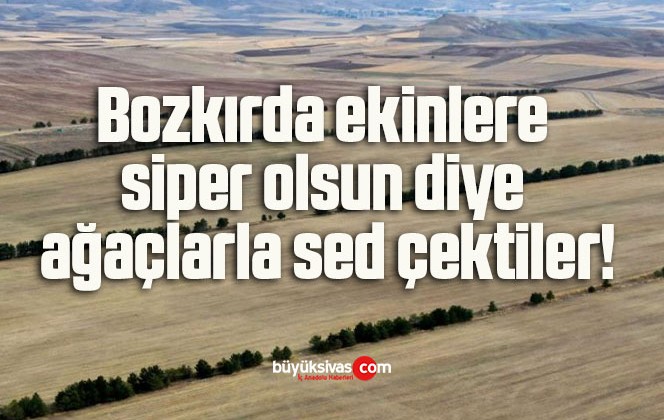 Bozkırda ekinlere siper olsun diye ağaçlarla sed çektiler!