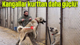 Kangallar kurttan daha güçlü!