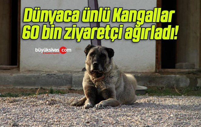 Dünyaca ünlü Kangallar 60 bin ziyaretçi ağırladı!