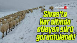 Sivas’ta kar altında otlayan sürü görüntülendi!