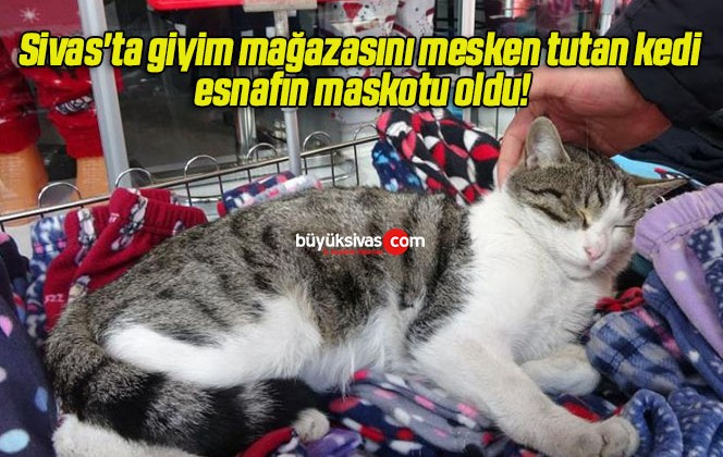 Sivas’ta giyim mağazasını mesken tutan kedi esnafın maskotu oldu!