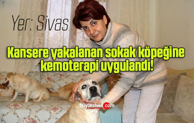 Kansere yakalanan sokak köpeğine kemoterapi uygulandı!