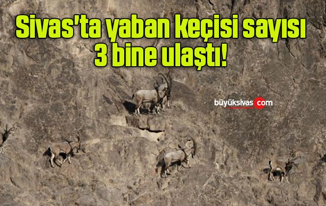 Sivas’ta yaban keçisi sayısı 3 bine ulaştı! 