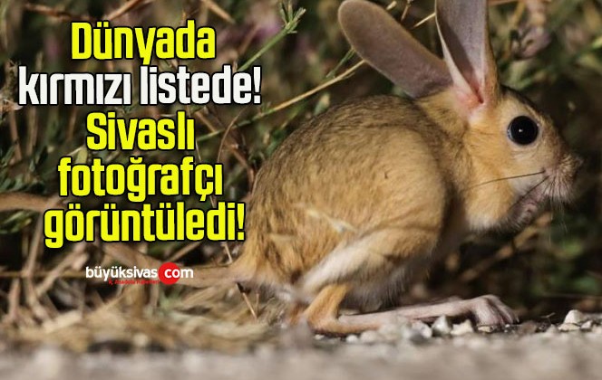 Dünyada kırmızı listede! Sivaslı fotoğrafçı görüntüledi!