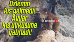 Özlenen kış gelmedi! Ayılar kış uykusuna yatmadı!