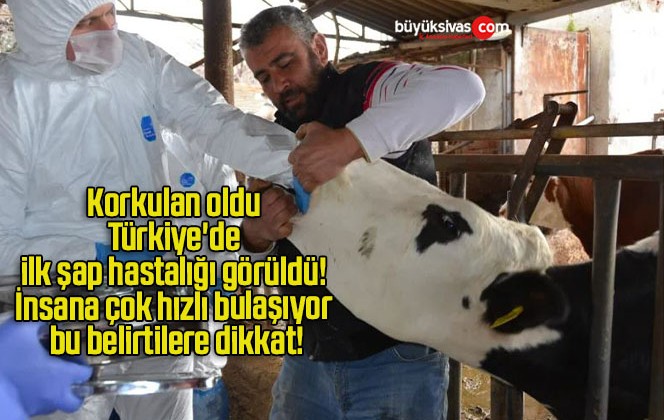 Korkulan oldu Türkiye’de ilk şap hastalığı görüldü! İnsana çok hızlı bulaşıyor bu belirtilere dikkat!