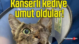 Kanserli kediye umut oldular!