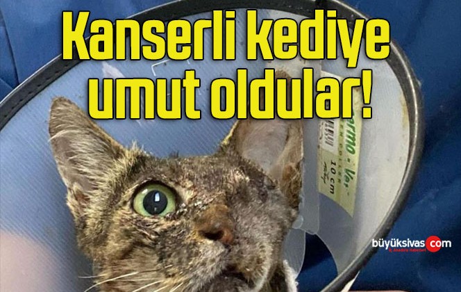 Kanserli kediye umut oldular!