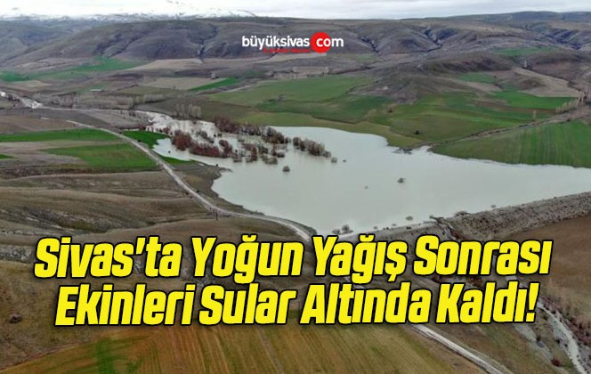 Sivas’ta Yoğun Yağış Sonrası Ekinleri Sular Altında Kaldı!