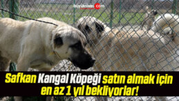 Safkan Kangal köpeği satın almak için en az 1 yıl bekliyorlar!