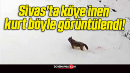 Sivas’ta köye inen kurt böyle görüntülendi!