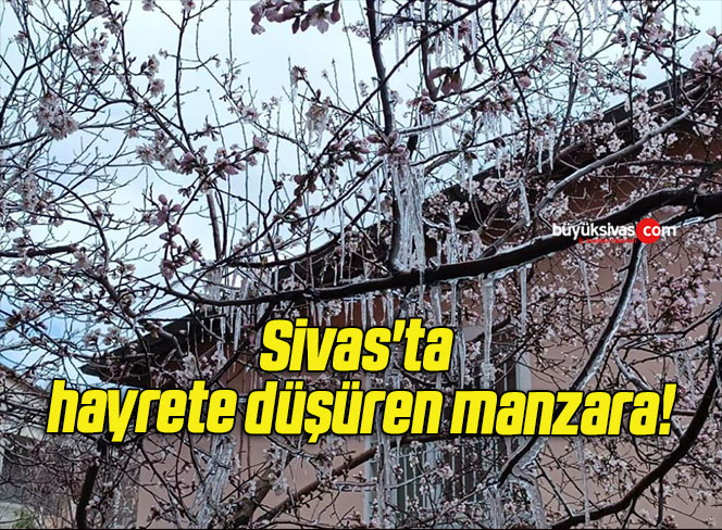 manzara