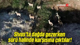 Sivas’ta dağda gezerken sürü halinde karşısına çıktılar!