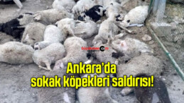 Ankara’da sokak köpekleri saldırısı!