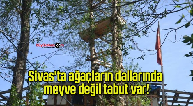 Sivas’ta ağaçların dallarında meyve değil tabut var!