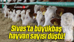 Sivas’ta büyükbaş hayvan sayısı düştü!