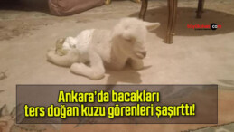 Ankara’da bacakları ters doğan kuzu görenleri şaşırttı!