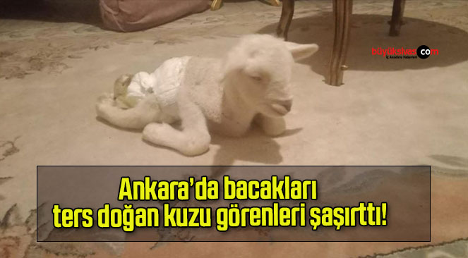 Ankara’da bacakları ters doğan kuzu görenleri şaşırttı!