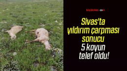 Sivas’ta yıldırım çarpması sonucu 5 koyun telef oldu!