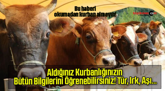 Aldığınız Kurbanlığınızın Bütün Bilgilerini Öğrenebilirsiniz! Tür, Irk, Aşı…