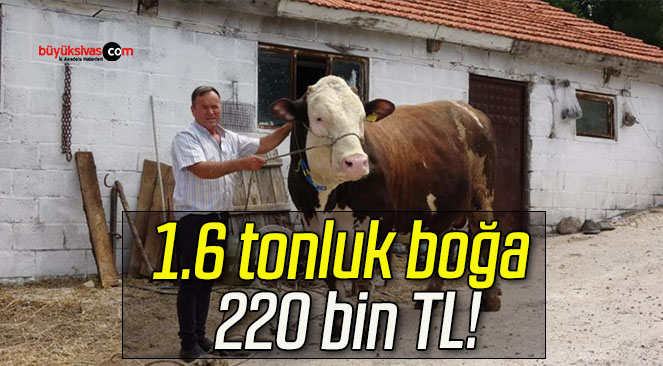 1.6 tonluk boğa 220 bin TL!