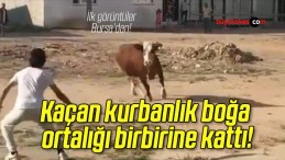 Kaçan kurbanlık boğa ortalığı birbirine kattı!