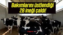 Bakımlarını üstlendiği 28 ineği çaldı!