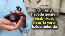 Ömrünü havada geçiren ebabil kuşu Sivas’ta yaralı halde bulundu