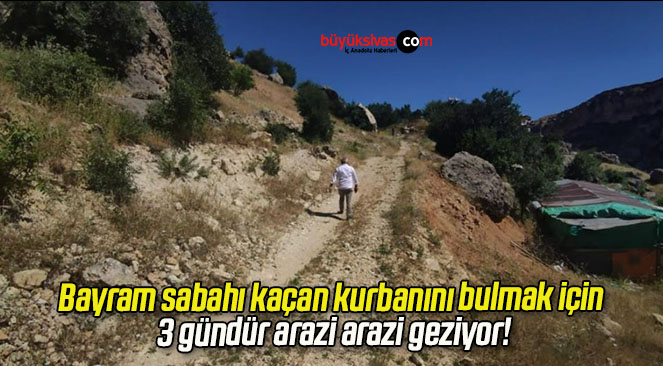 Bayram sabahı kaçan kurbanını bulmak için 3 gündür arazi arazi geziyor!