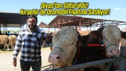 Sivas’tan Götürüldü! Kırşehir’de Otomobil Fiyatına Satılıyor!