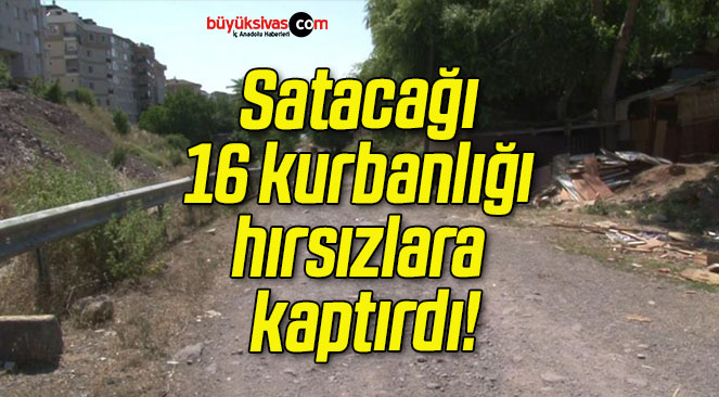 Satacağı 16 kurbanlığı hırsızlara kaptırdı!