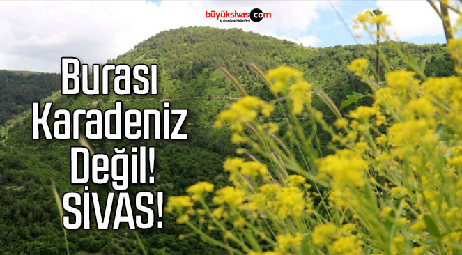 Bozkır olarak bilinen Sivas’ta Karadeniz’i andıran görüntüler!