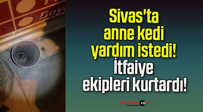 Sivas’ta anne kedi yardım istedi! İtfaiye ekipleri kurtardı!