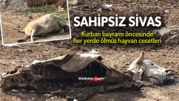 Sivas’ta kurban bayramı öncesinde her yerde hayvan leşleri